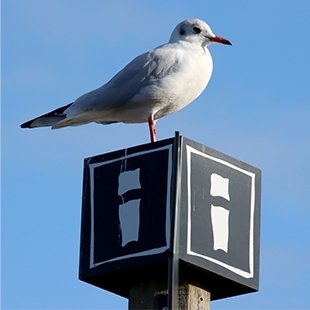 鳥類.jpg